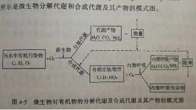 <i style='color:red'>活性污泥</i>法處理工業廢水的機理